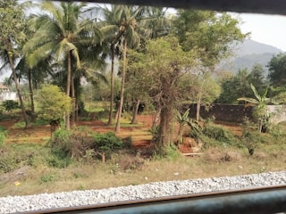 A scenic landscape featuring tall palm trees surrounded by lush greenery and dense undergrowth. The ground is covered with red soil, and a rocky railway track runs along the foreground. In the distance, there is a view of gentle hills under a slightly overcast sky.
