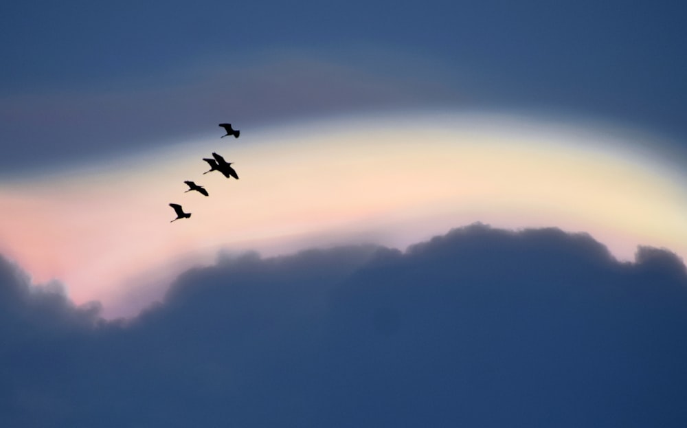 pájaros volando sobre las nubes durante el día