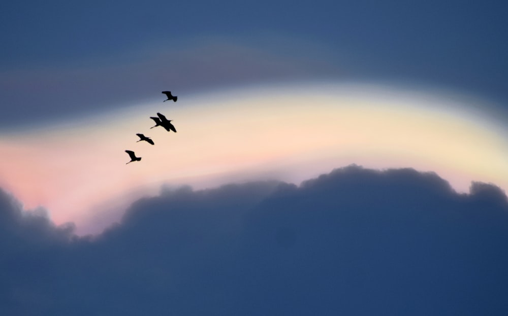 Vögel, die tagsüber über die Wolken fliegen