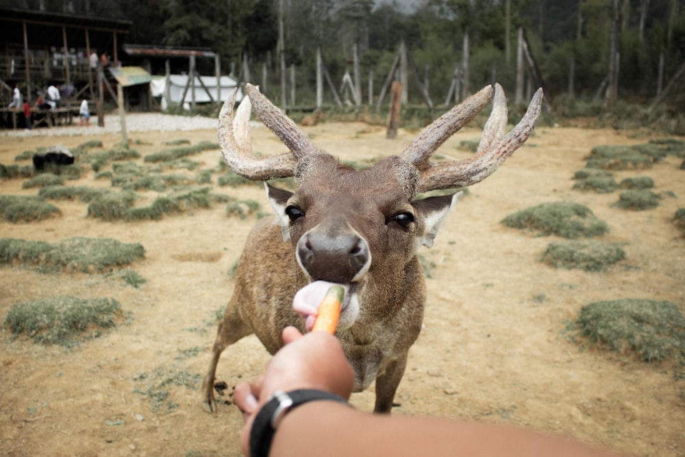 Cervo bruno su campo marrone durante il giorno