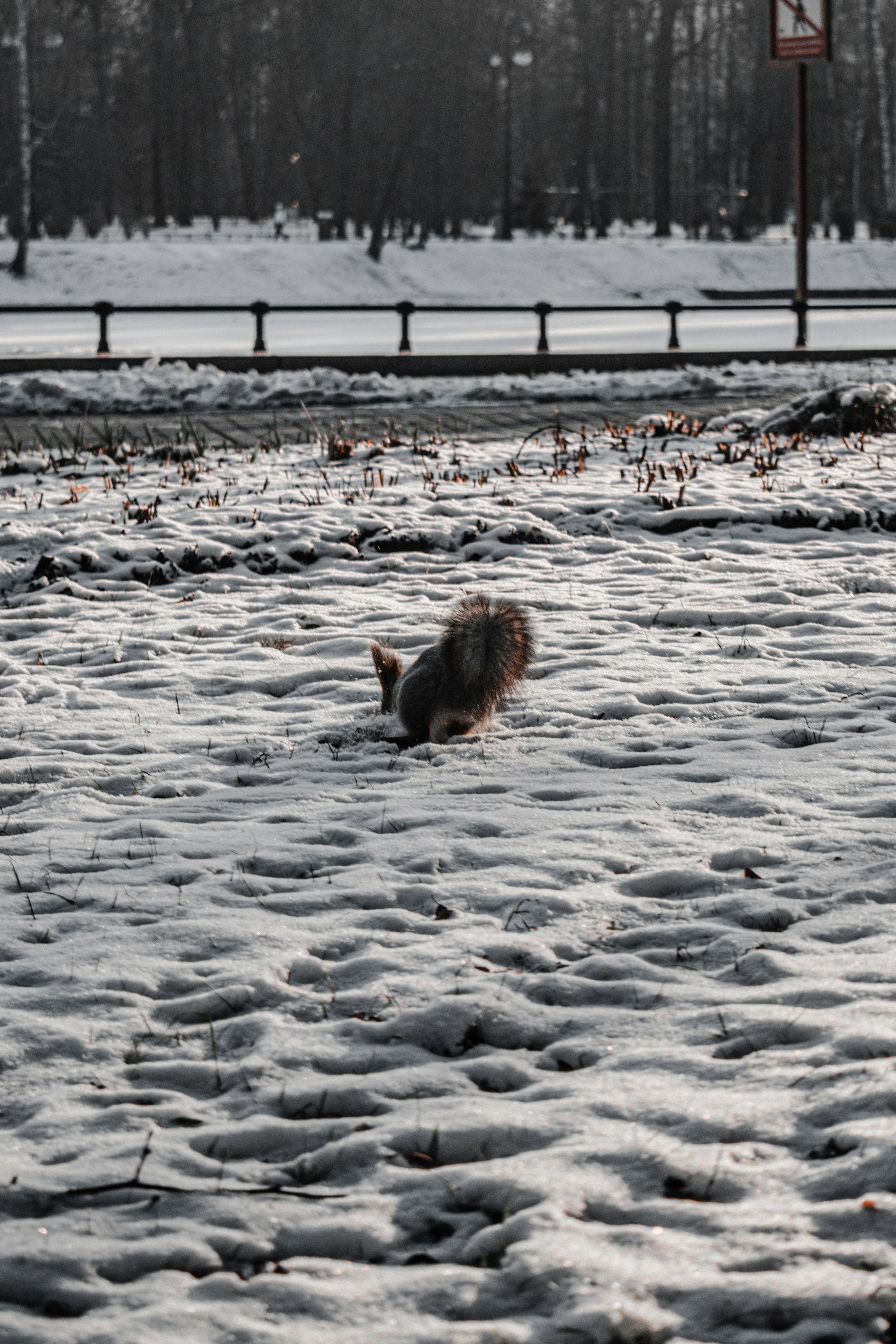 brown long coat small dog on snow covered ground during daytime