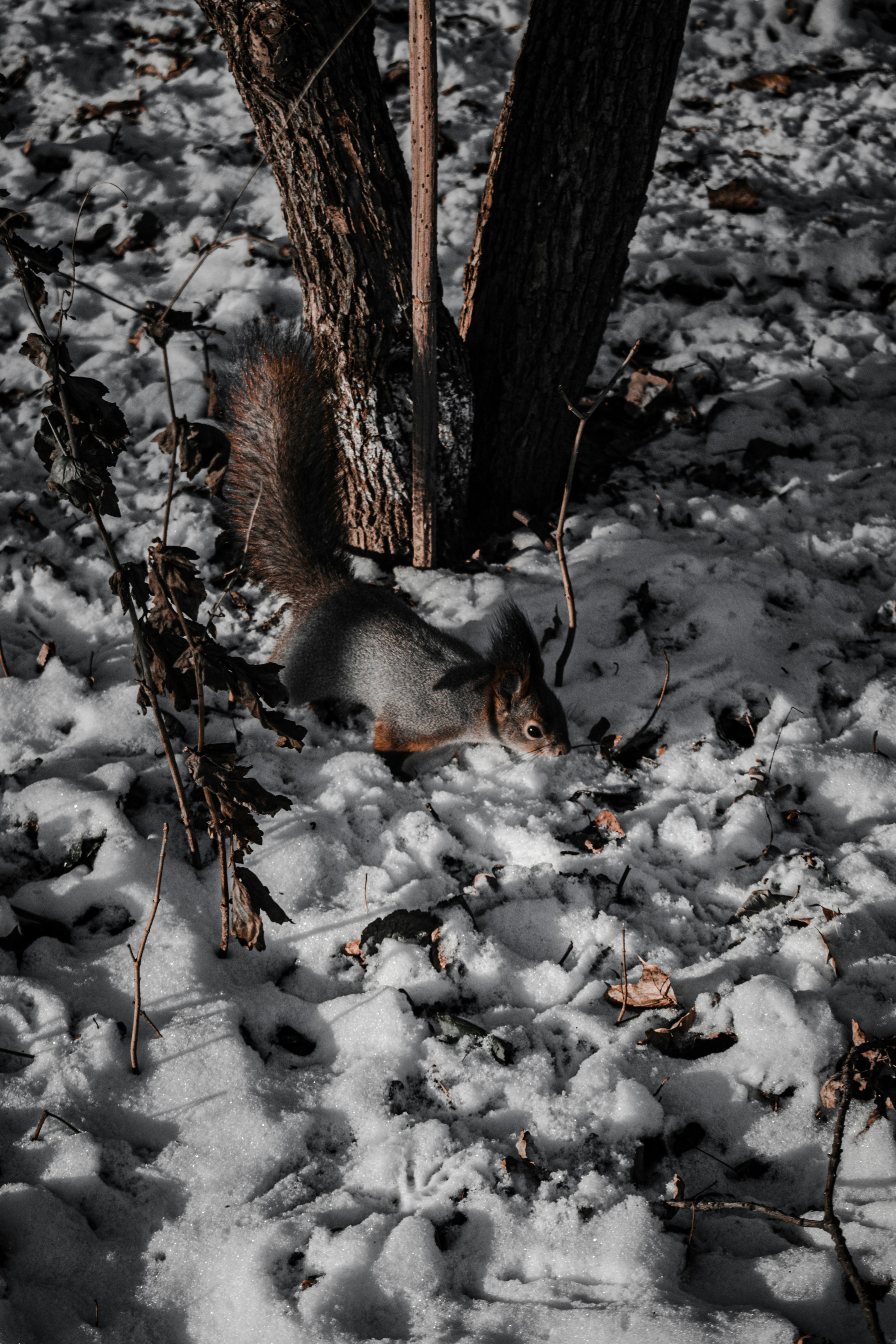 brown squirrel on snow covered ground