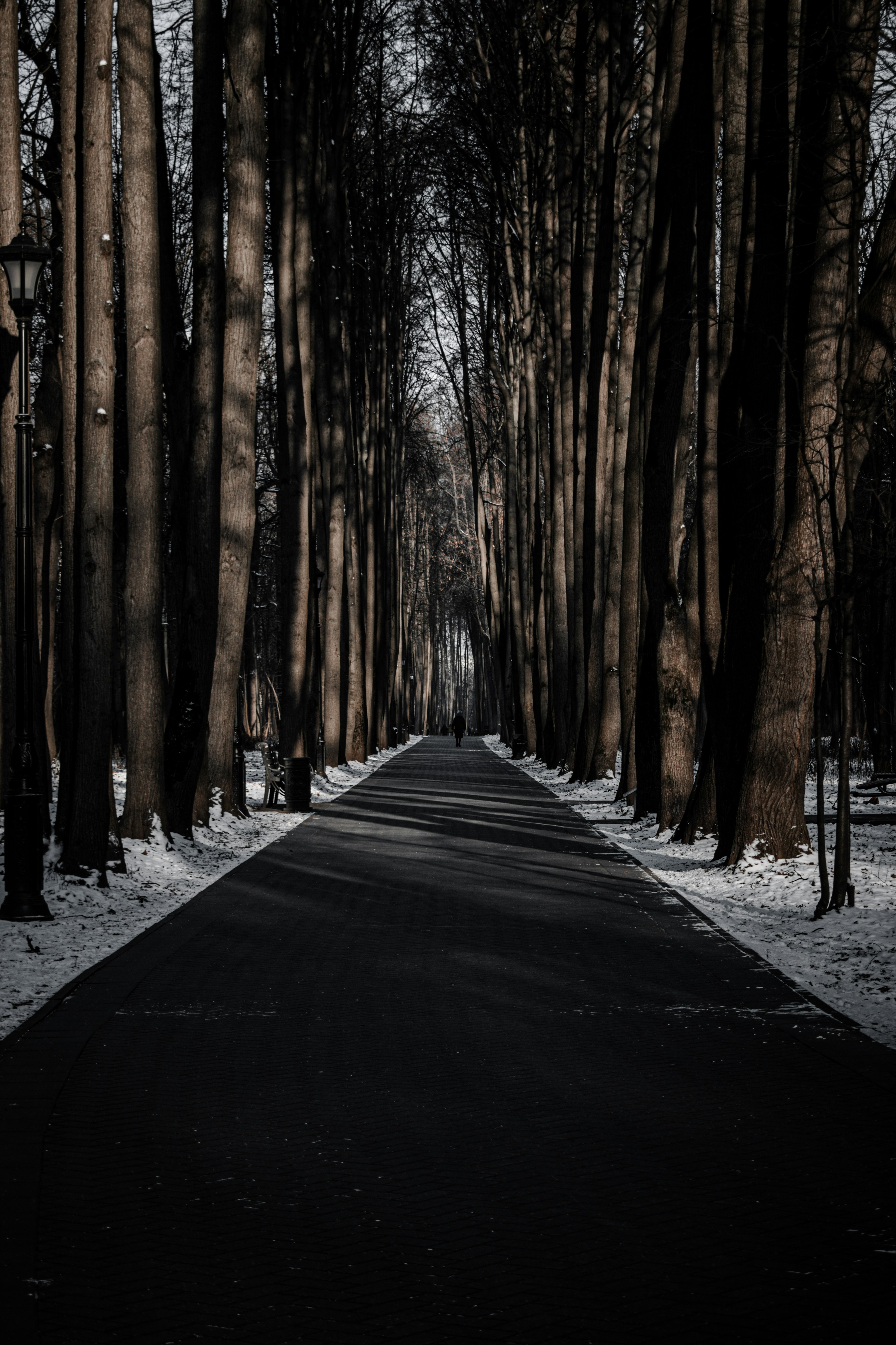 black road in between trees during daytime