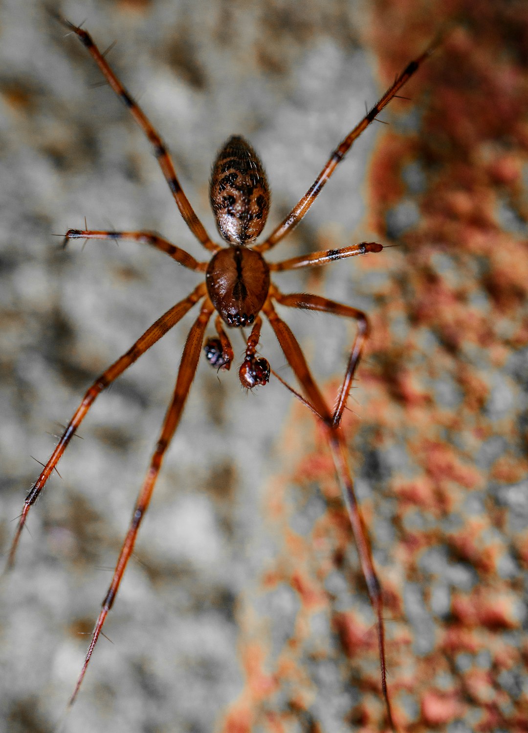 brown spider on brown stem