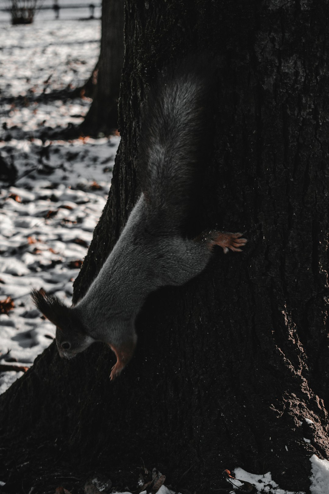 gray squirrel on black tree trunk