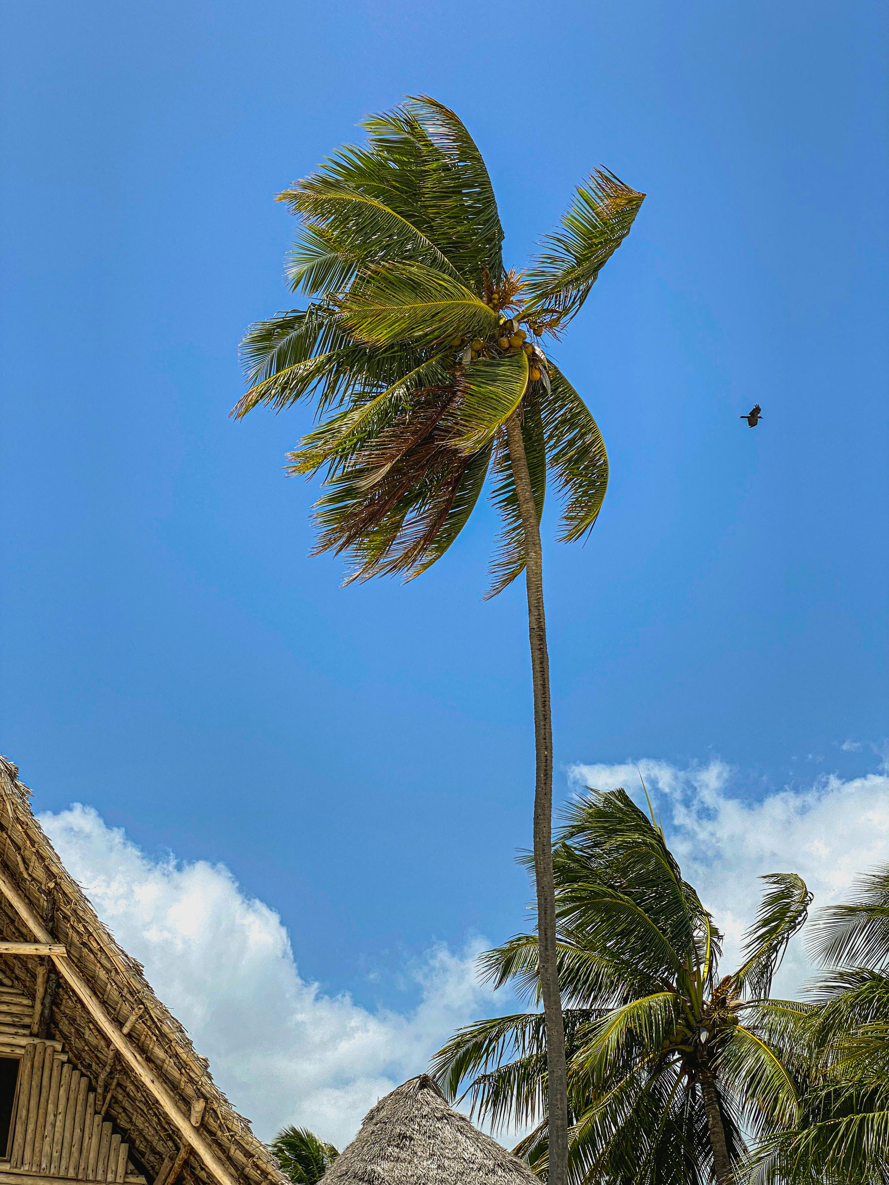 Fotografía de ángulo bajo de palmera bajo cielo azul durante el día
