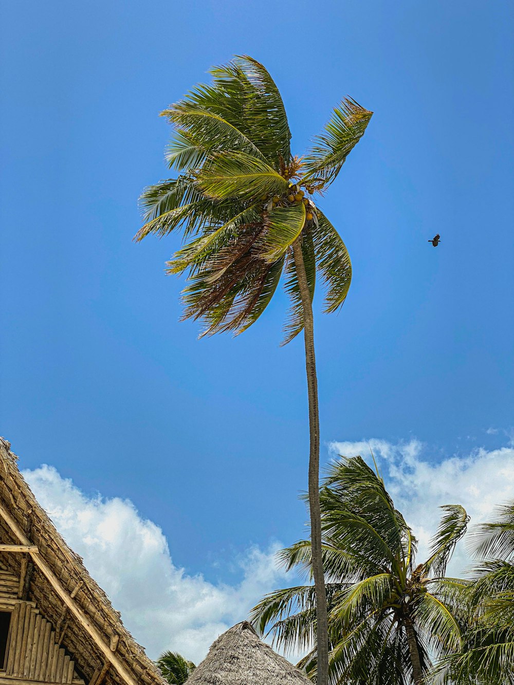 low angle photography of palm tree under blue sky during daytime