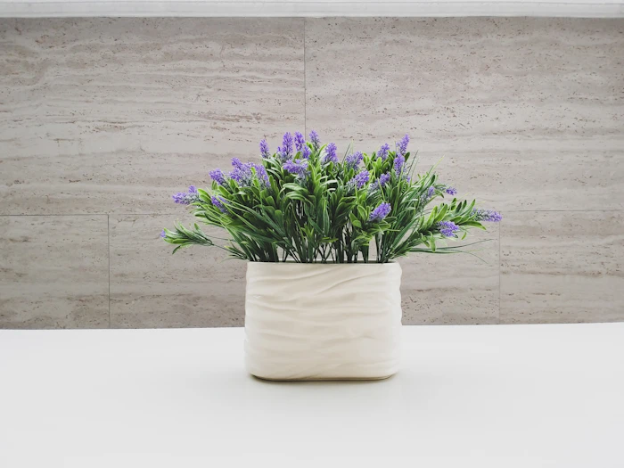 Aussenpflanze im Topf