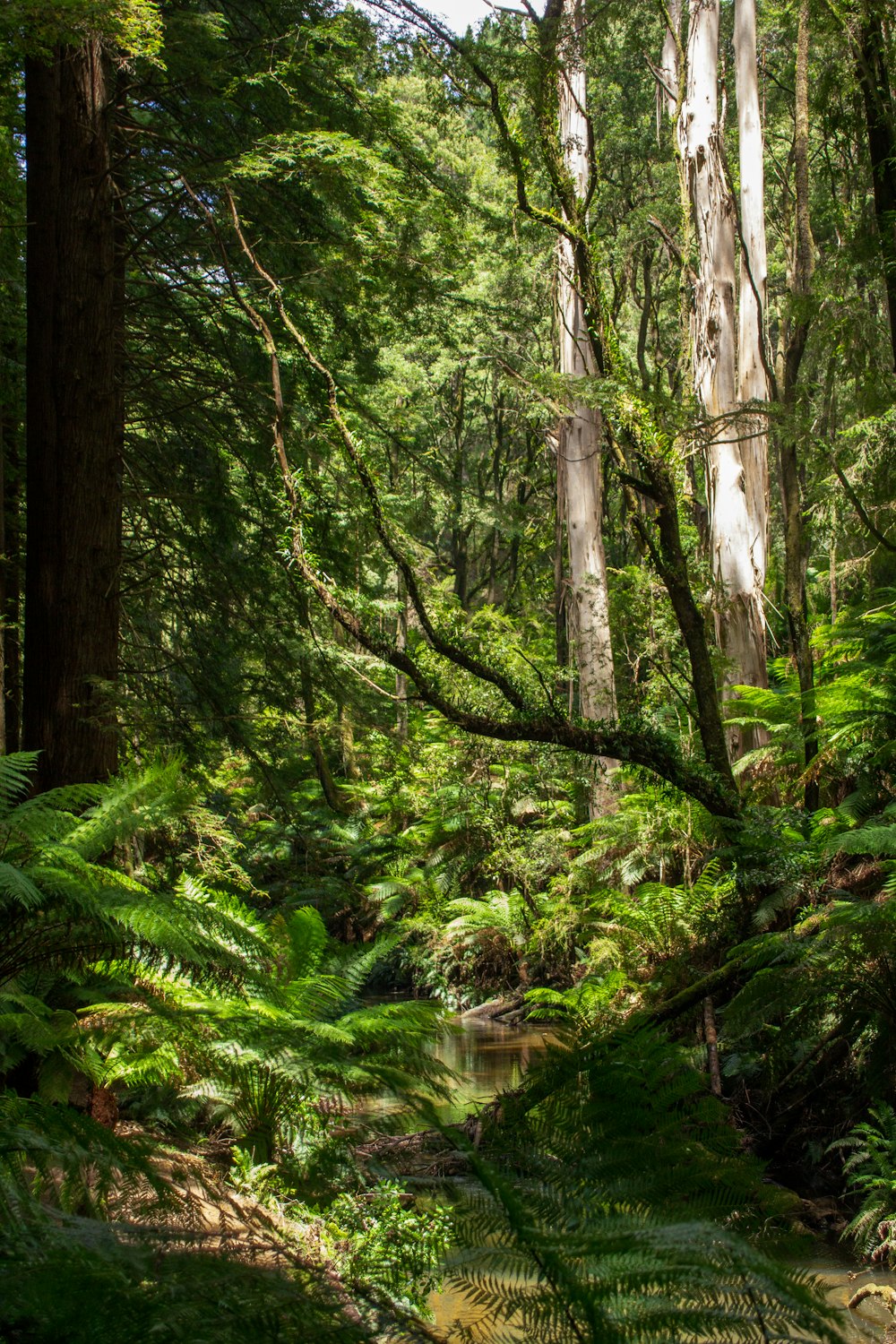 Arbres et plantes verts près de la rivière pendant la journée