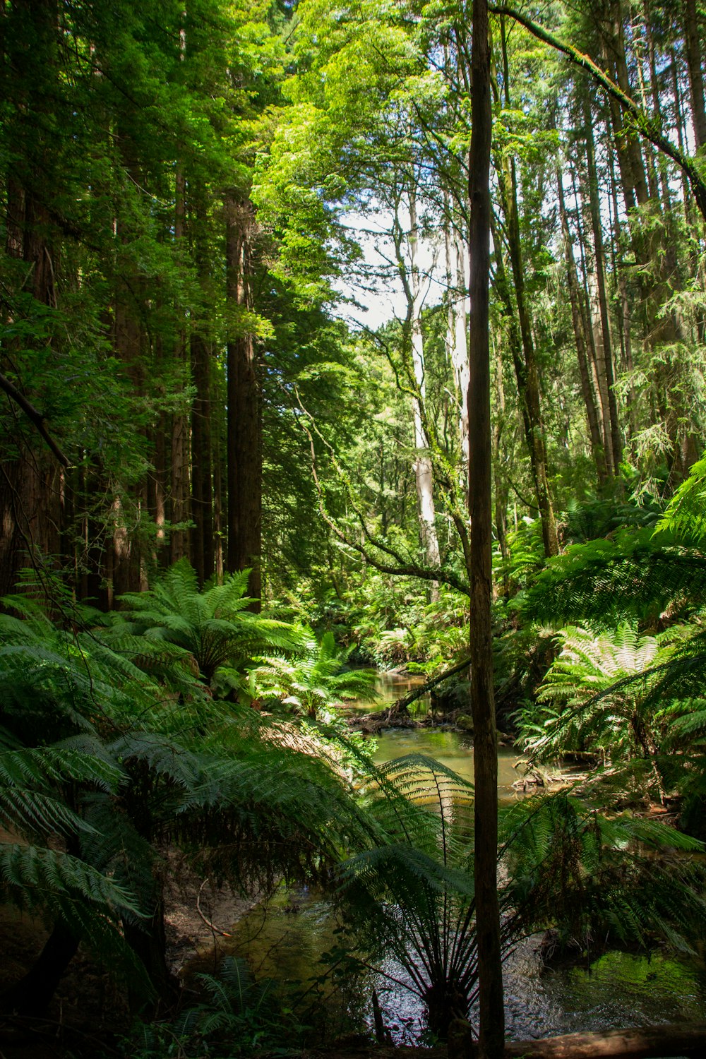 green trees and plants during daytime