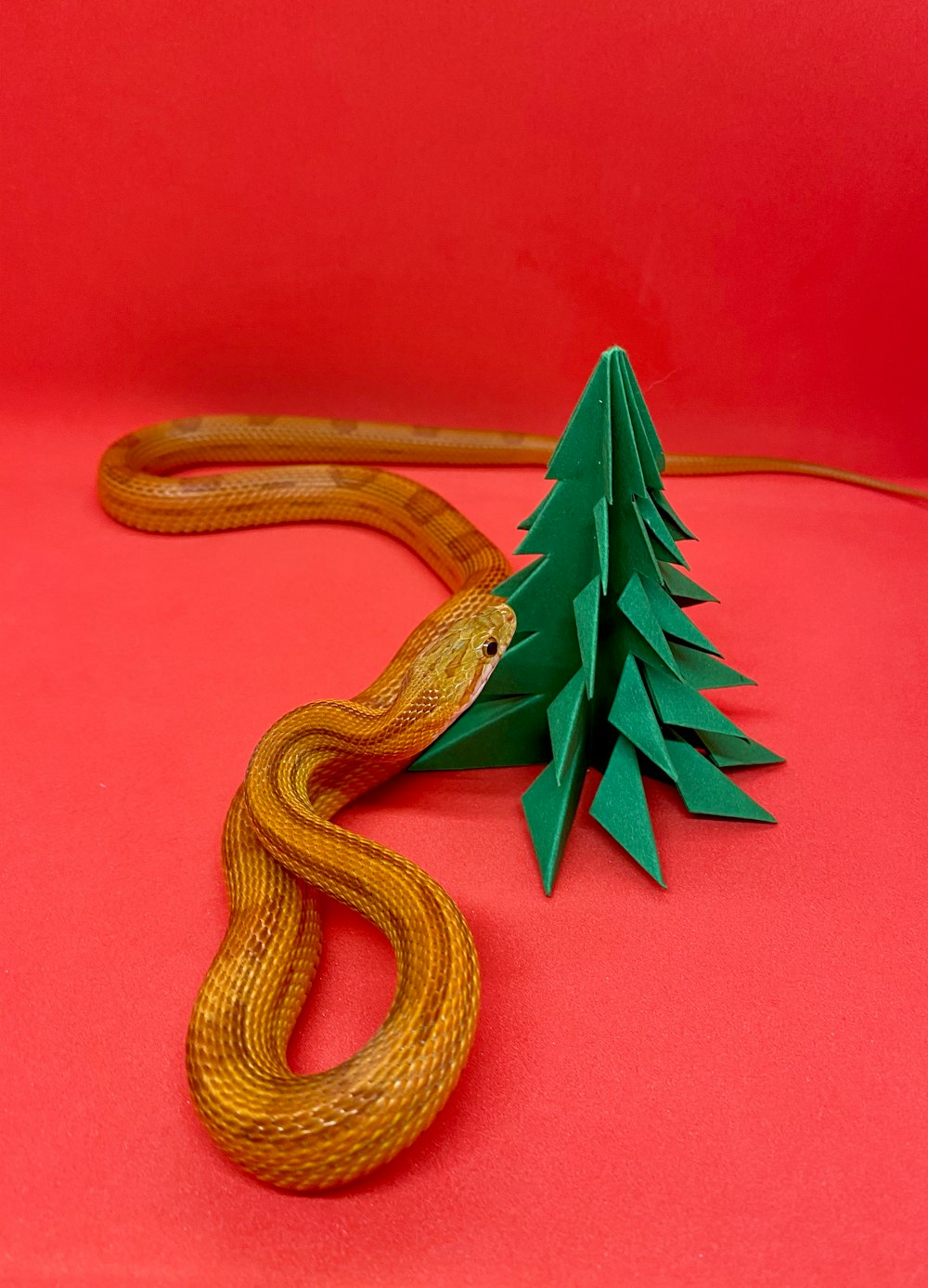 green and yellow snake on red surface