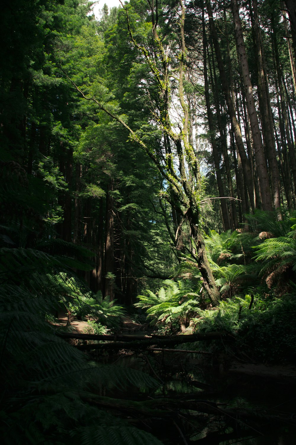 green trees and plants during daytime