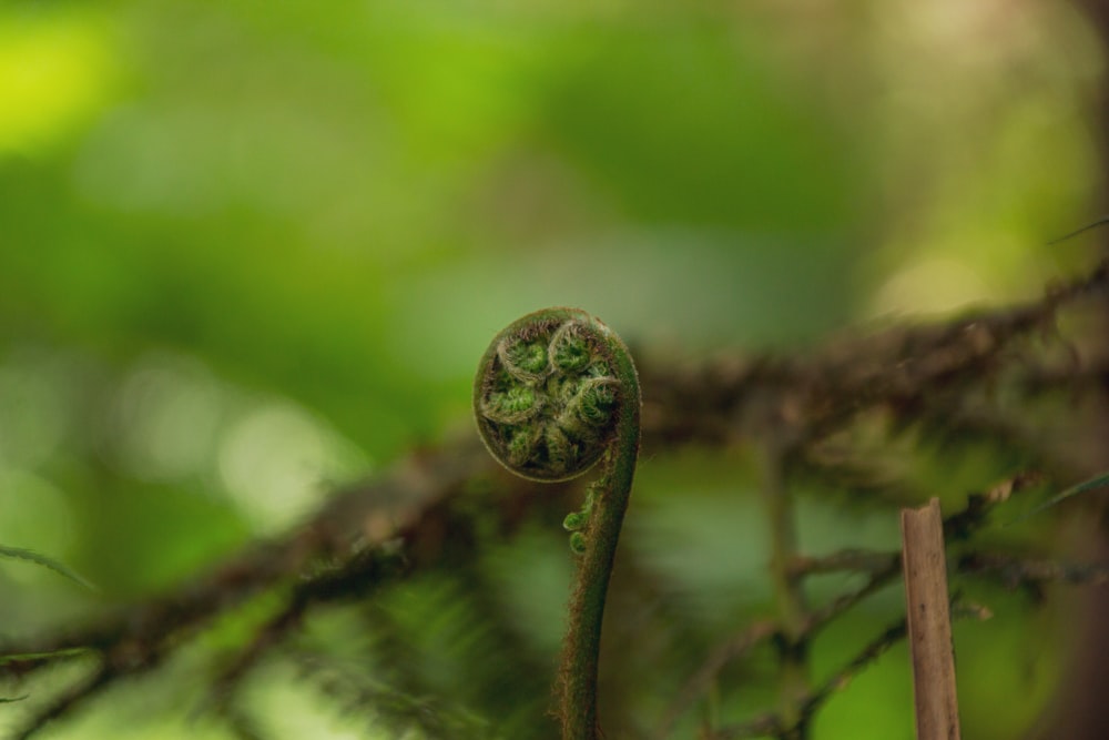 Planta verde en lente de cambio de inclinación