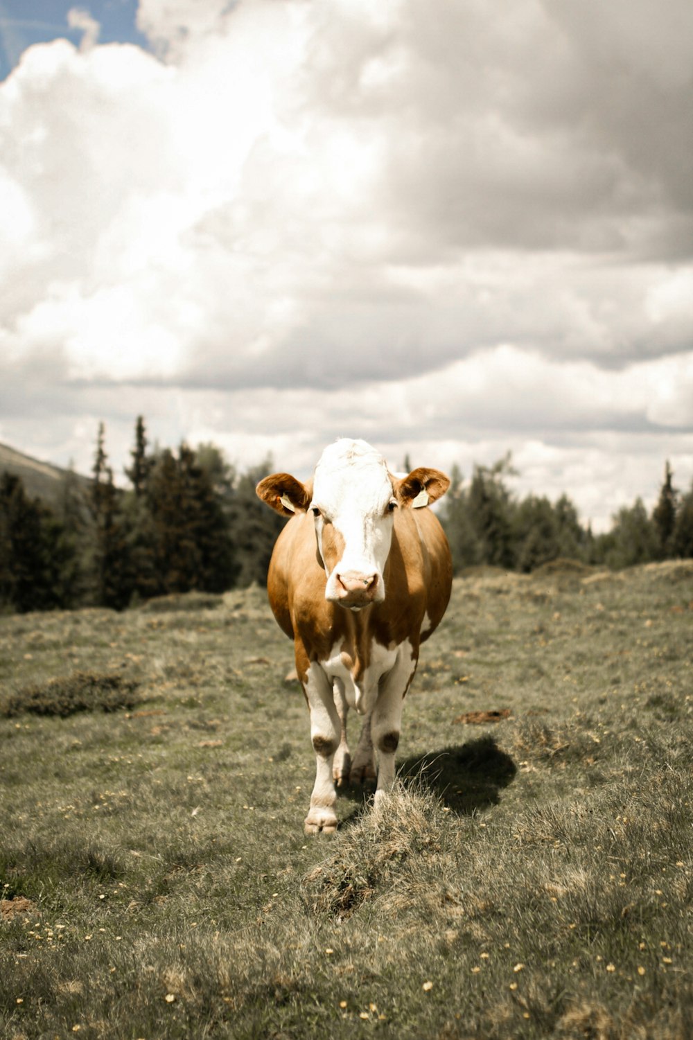 brown and white cow on green grass field
