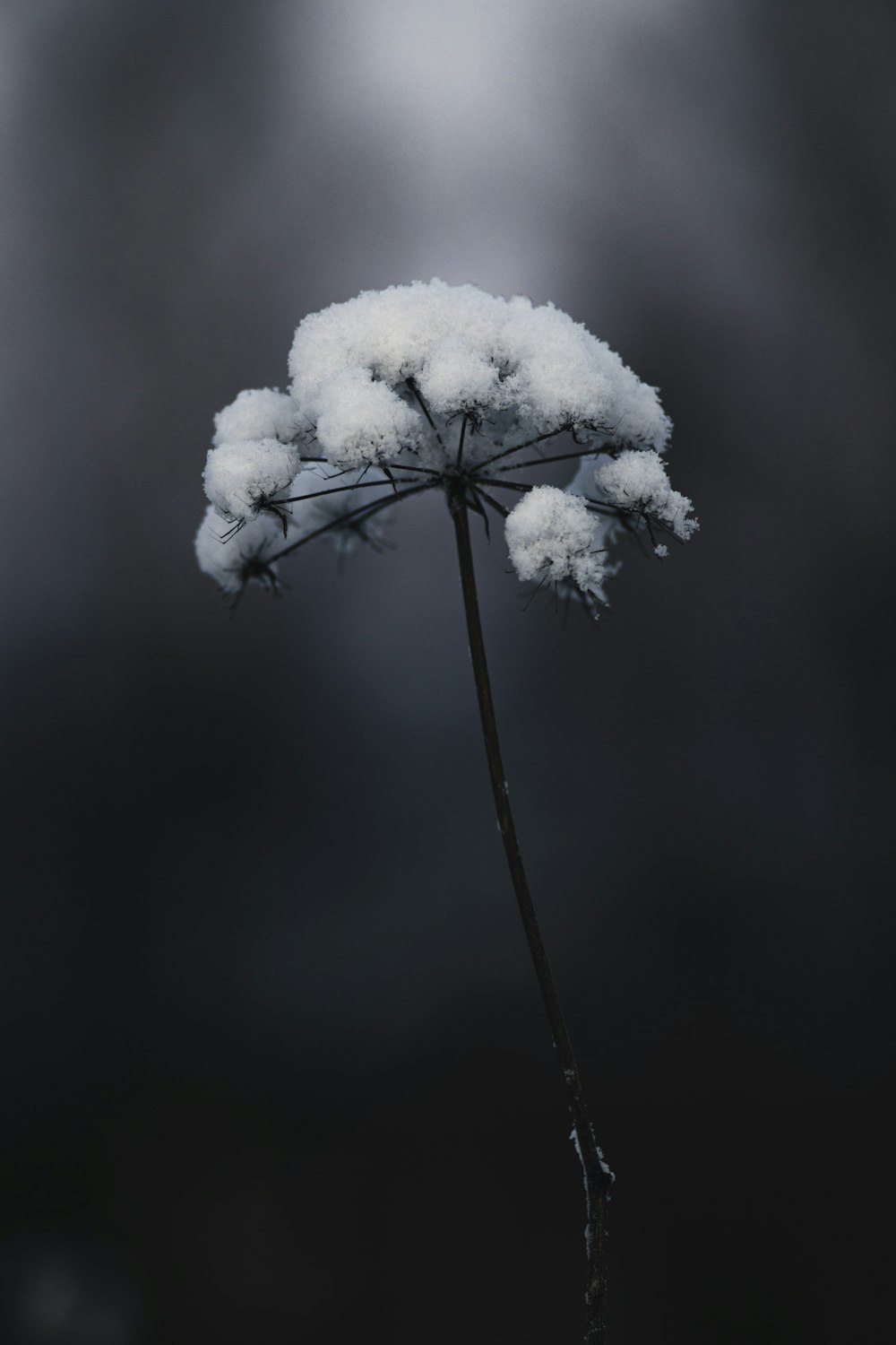 white snow on black stem