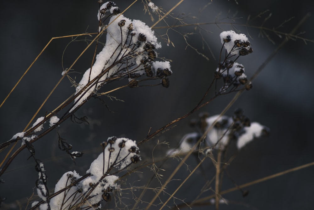 white snow on brown tree branch