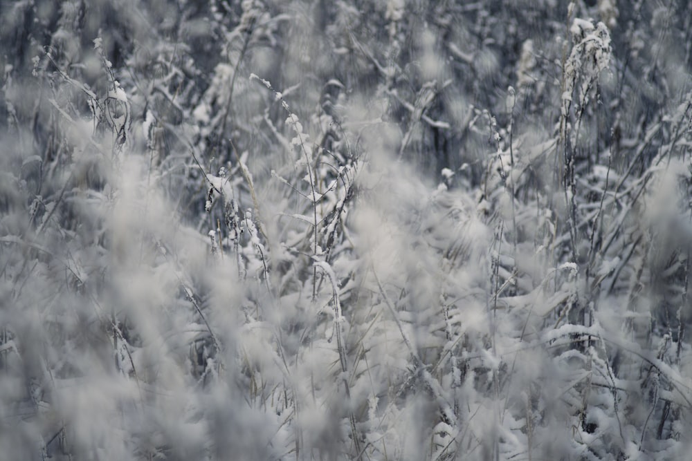 fleurs blanches en gros plan photographie