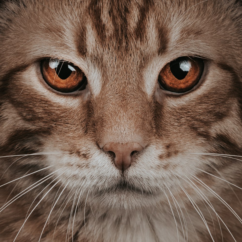chat tigré brun et blanc