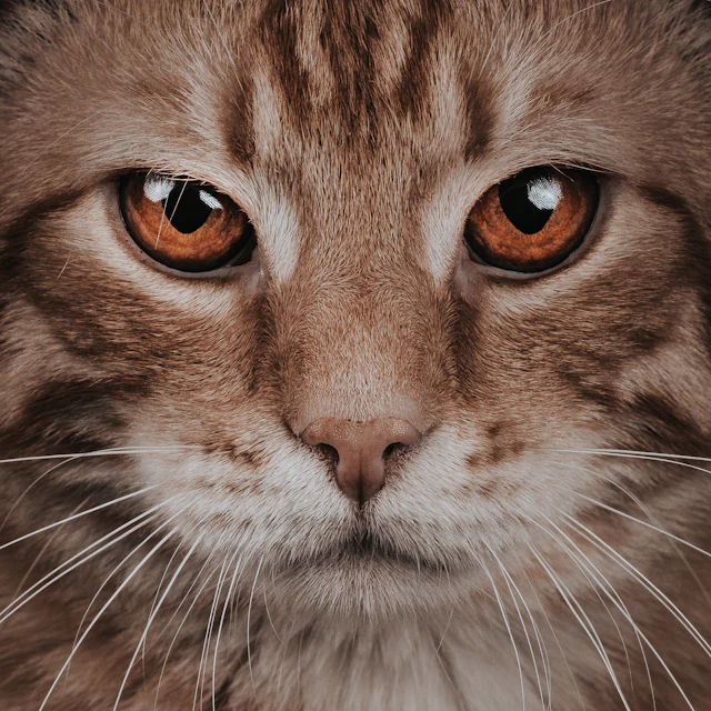 Portrait attentif d’un chat tigré, regard expressif