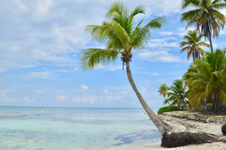 A tranquil beach scene with palm trees swaying over turquoise waters in Mauritius.