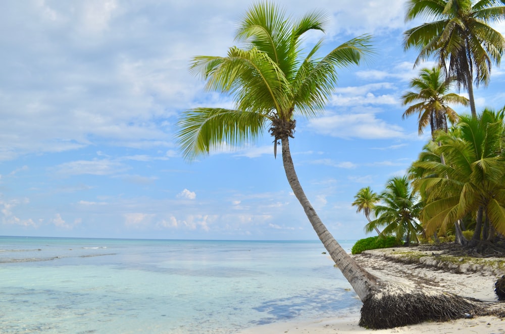 green palm tree near sea during daytime