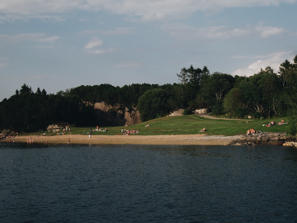 green trees near body of water during daytime