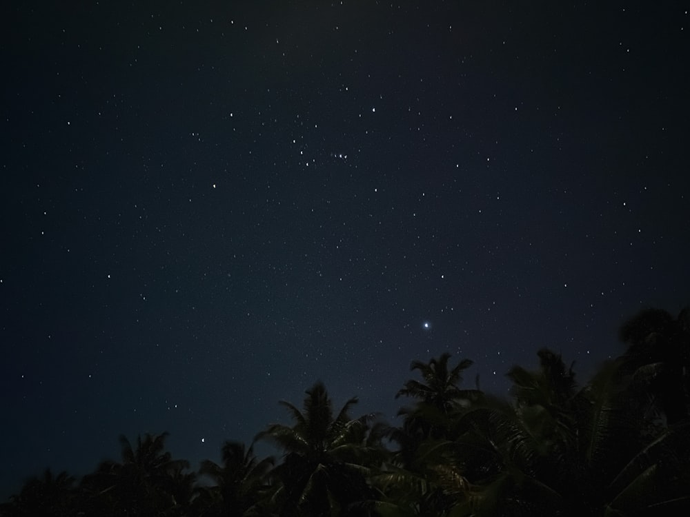 green trees under blue sky during night time