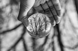 A hand is holding a crystal ball in front of a blurred background. Inside the crystal ball, there is a clear, inverted reflection of leafless trees, creating a sharp contrast with the soft background.