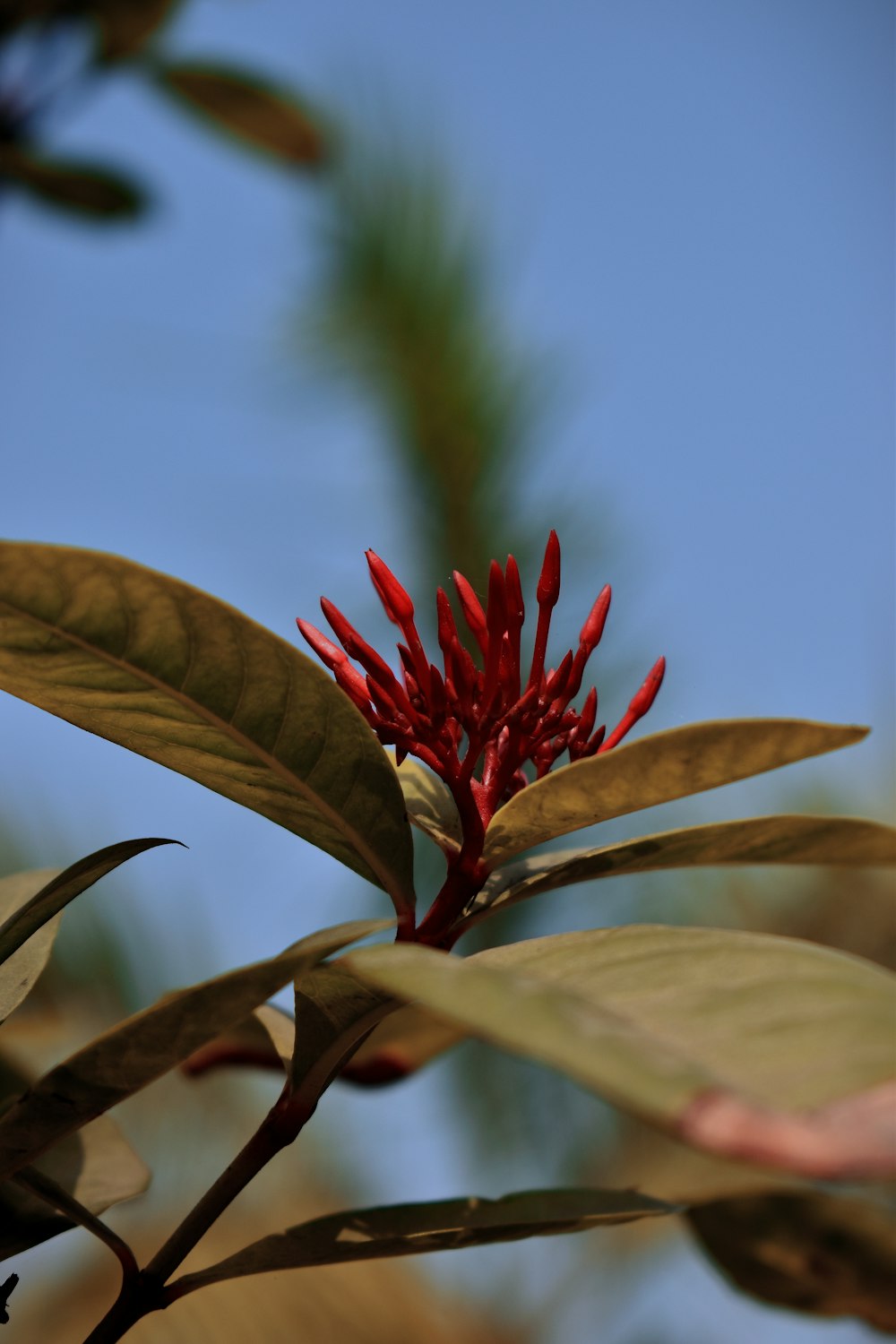 red flower with green leaves