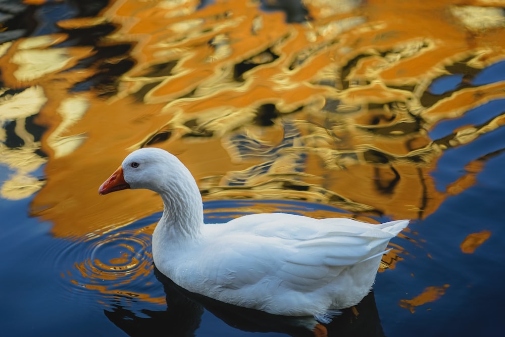 white duck on water during daytime