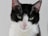 black and white cat on white surface