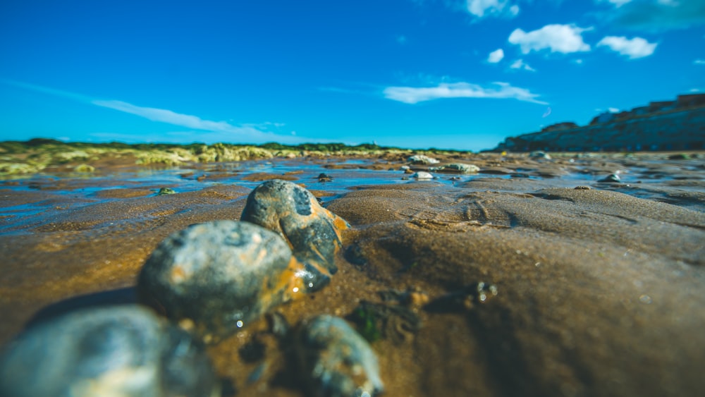 gray and black stone on brown sand during daytime