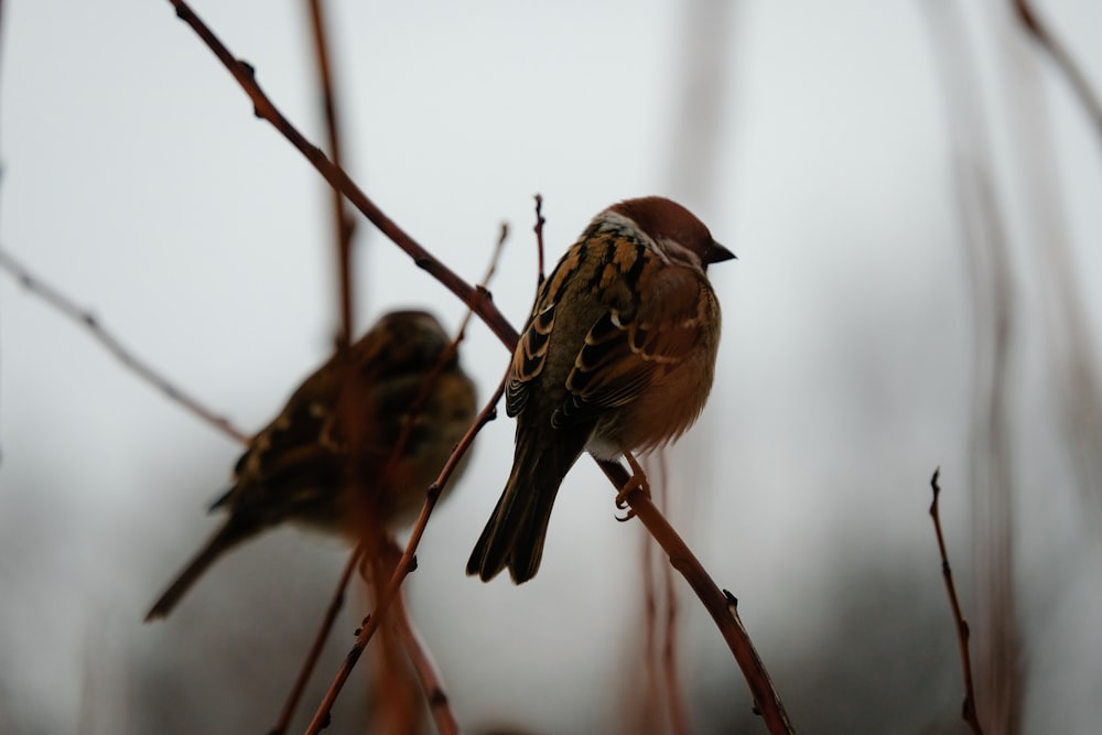 brown bird on brown tree branch