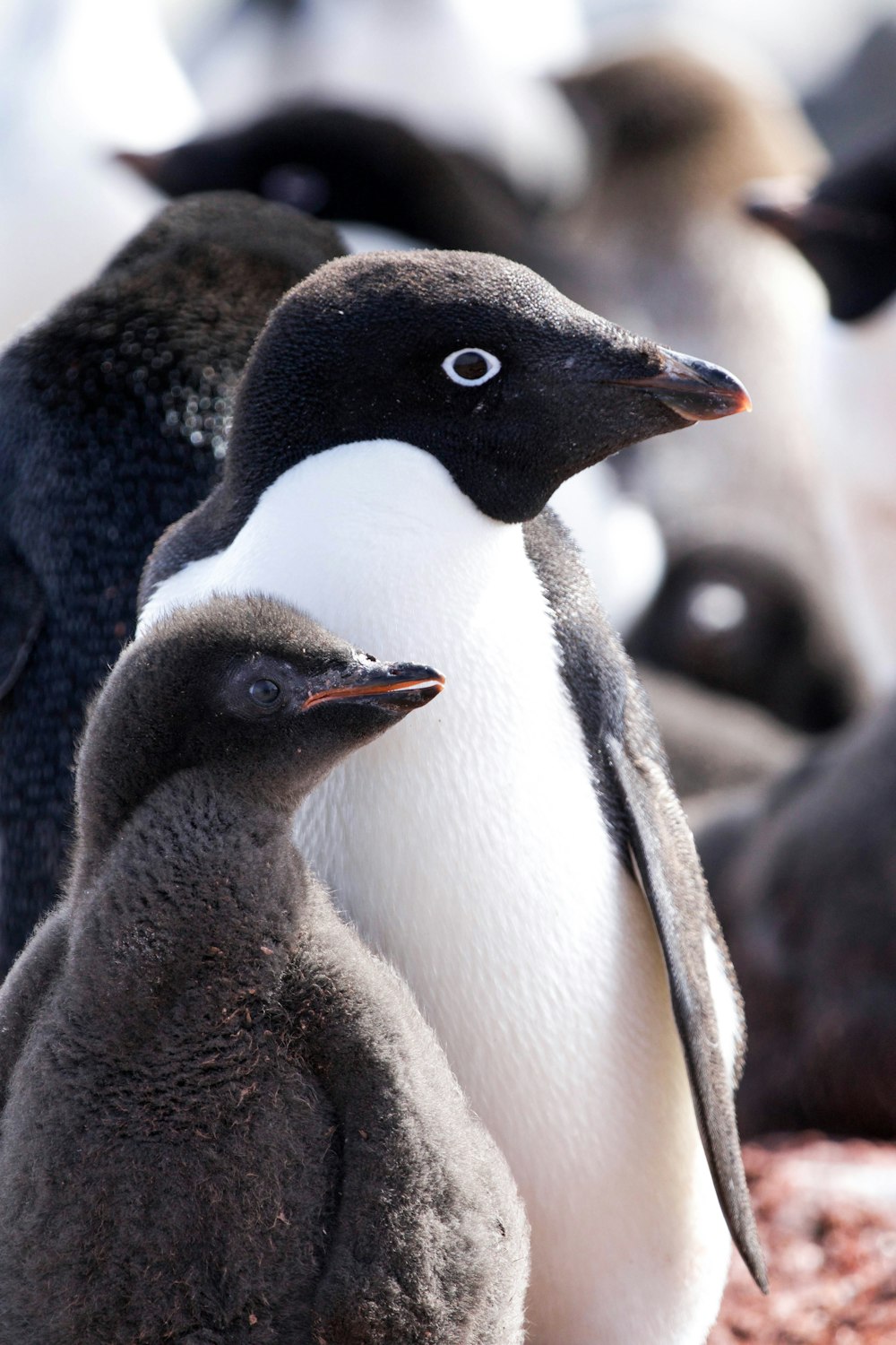 Pingouins noirs et blancs pendant la journée