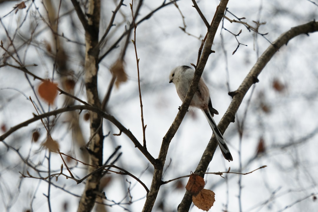 white bird perched on brown tree branch