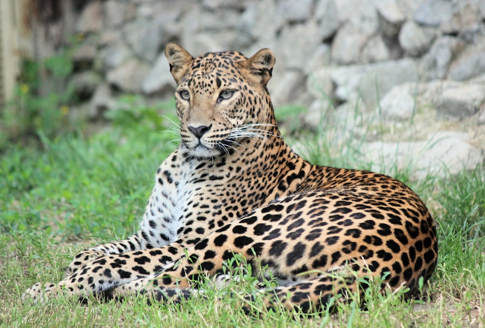 brown and black leopard on green grass during daytime