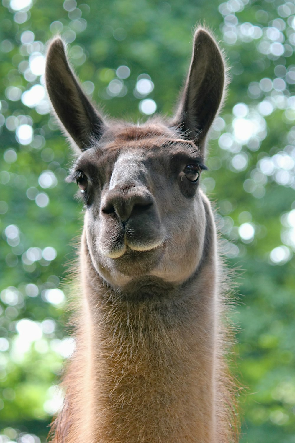 brown llama in front of white window curtain