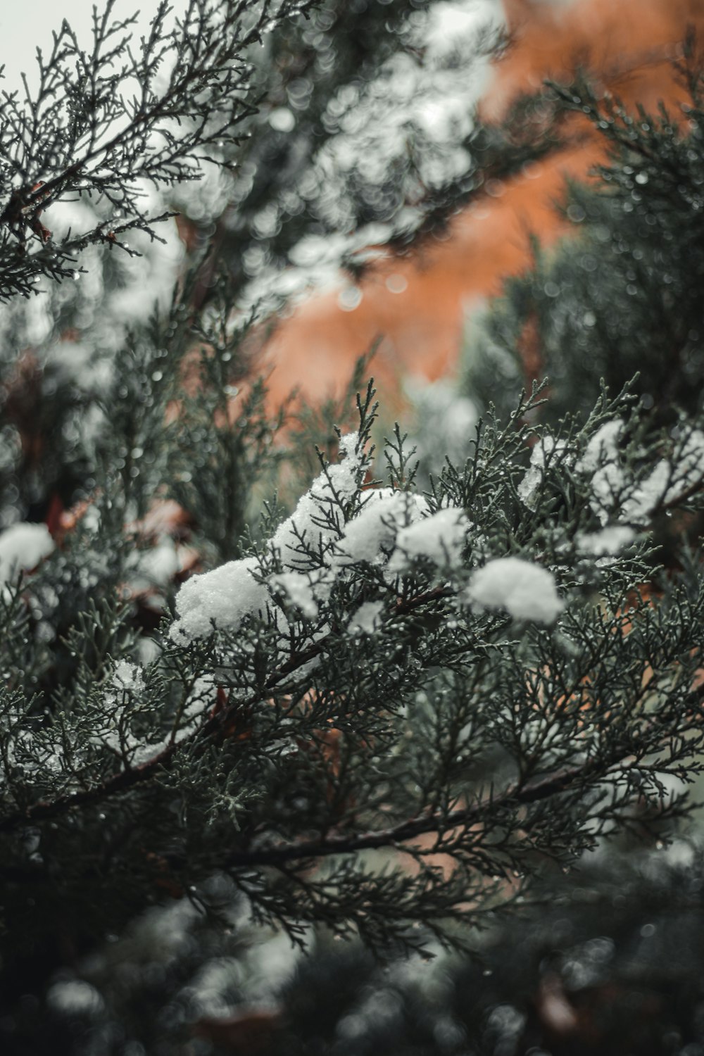 snow covered tree during daytime