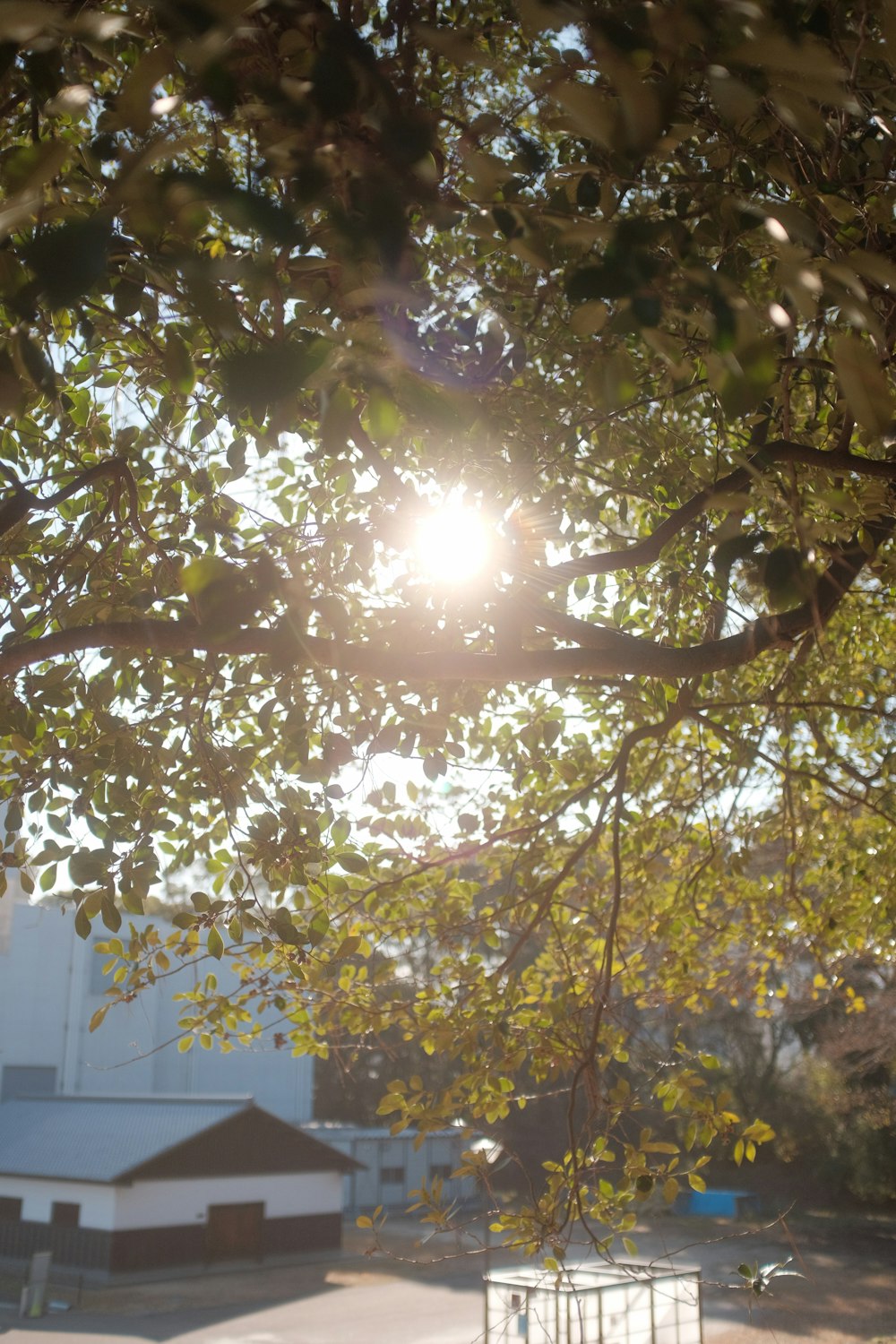 green and brown tree during daytime