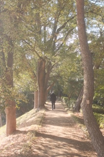 A serene walk in nature with soft sunlight filtering through olive green leaves.