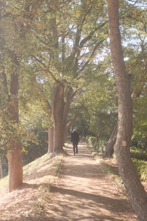 A serene pathway surrounded by tall trees with lush green leaves. A person is walking down the path, giving a sense of solitude and tranquility. The sunlight filters through the leaves, casting soft shadows on the ground.