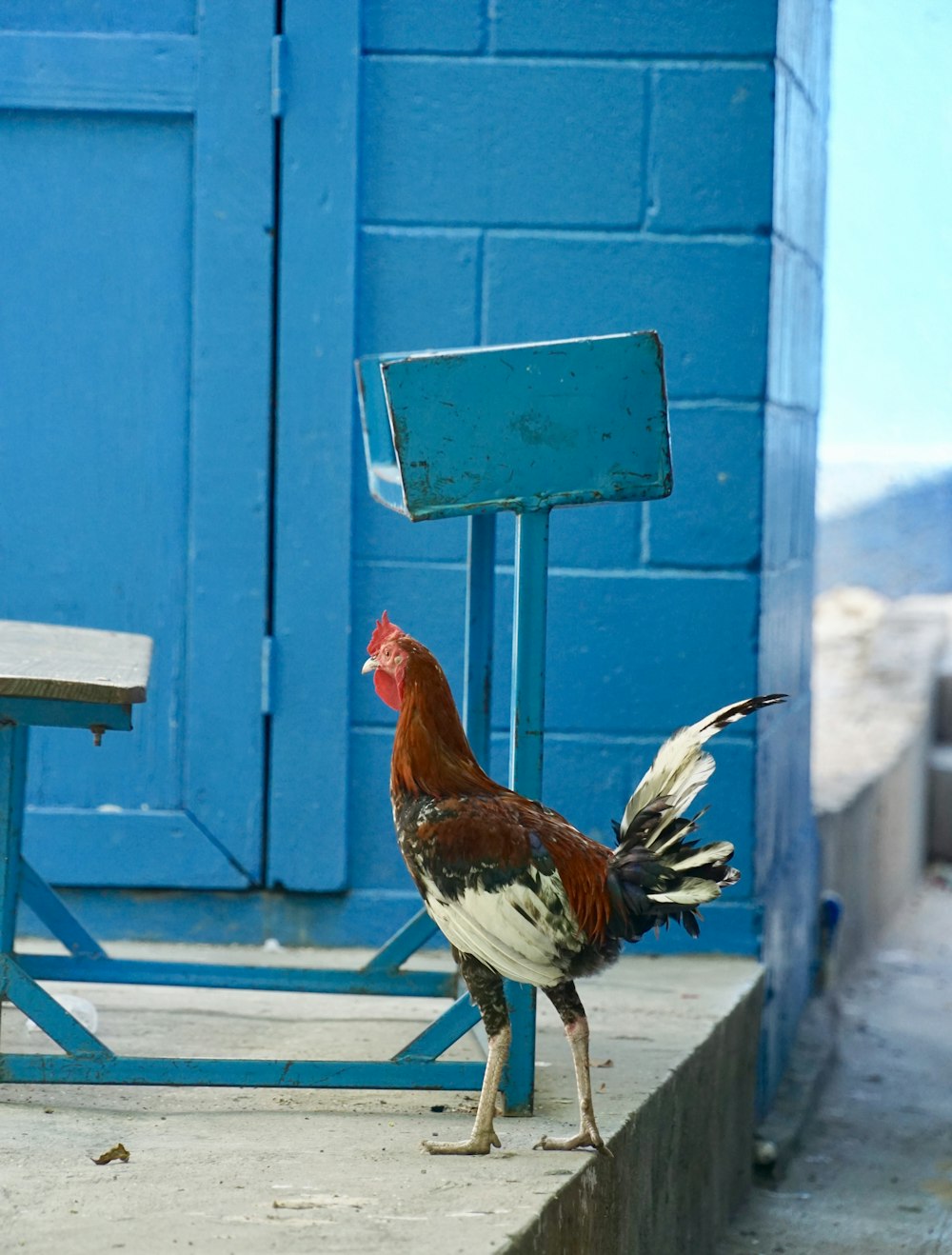 red and black rooster on white wooden fence