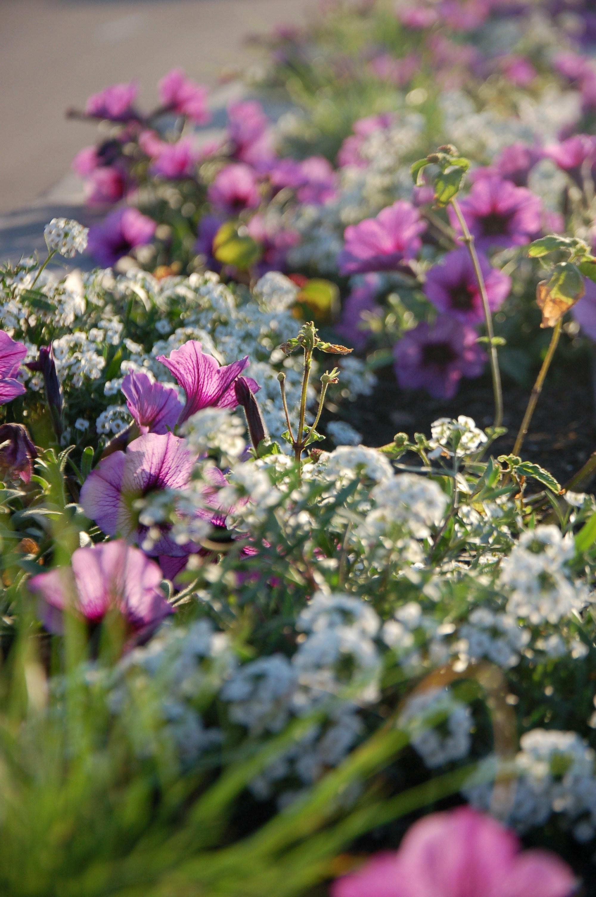 Photo by attieldfjall