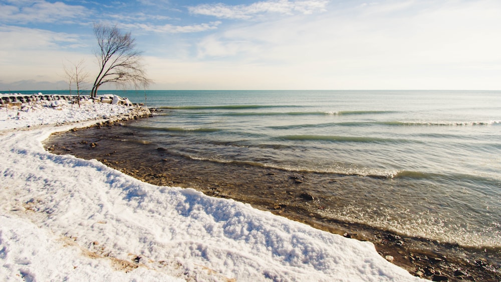 bare tree on white snow covered ground near body of water during daytime