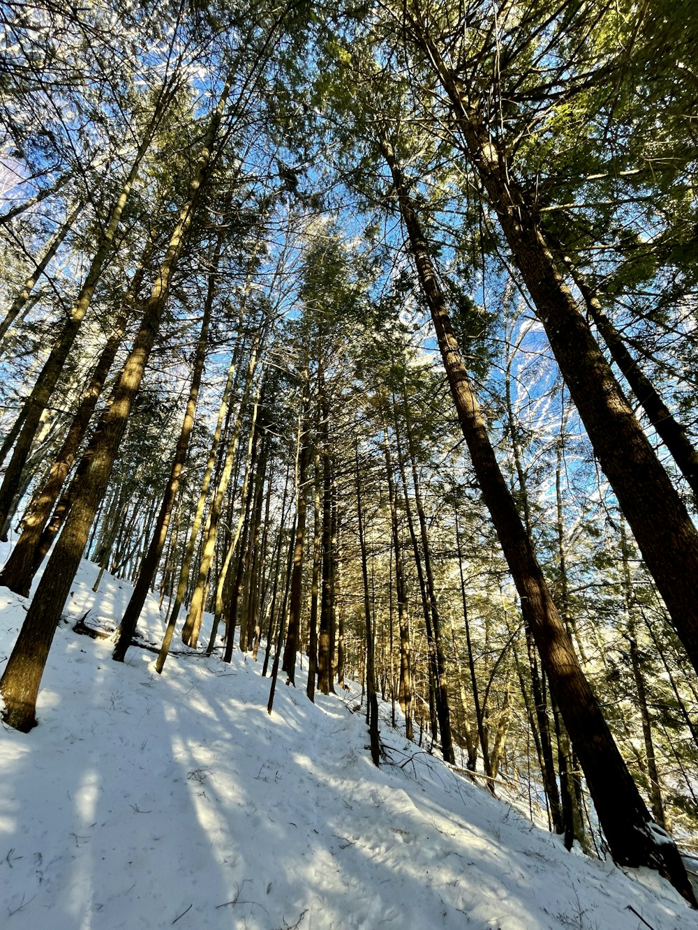 brown trees on snow covered ground during daytime