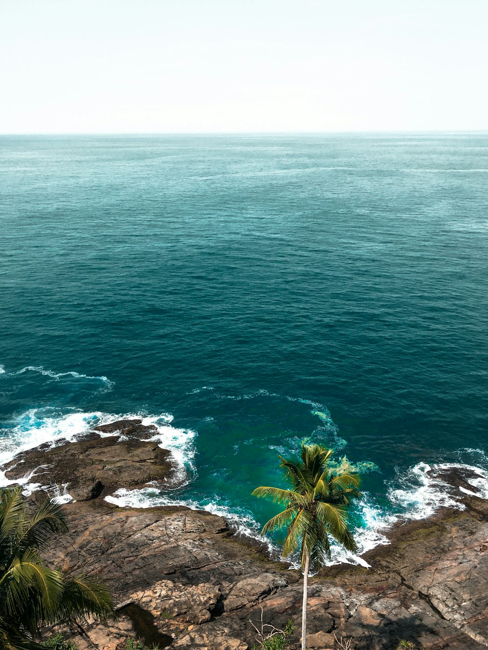 green palm tree on brown rock formation beside blue sea during daytime