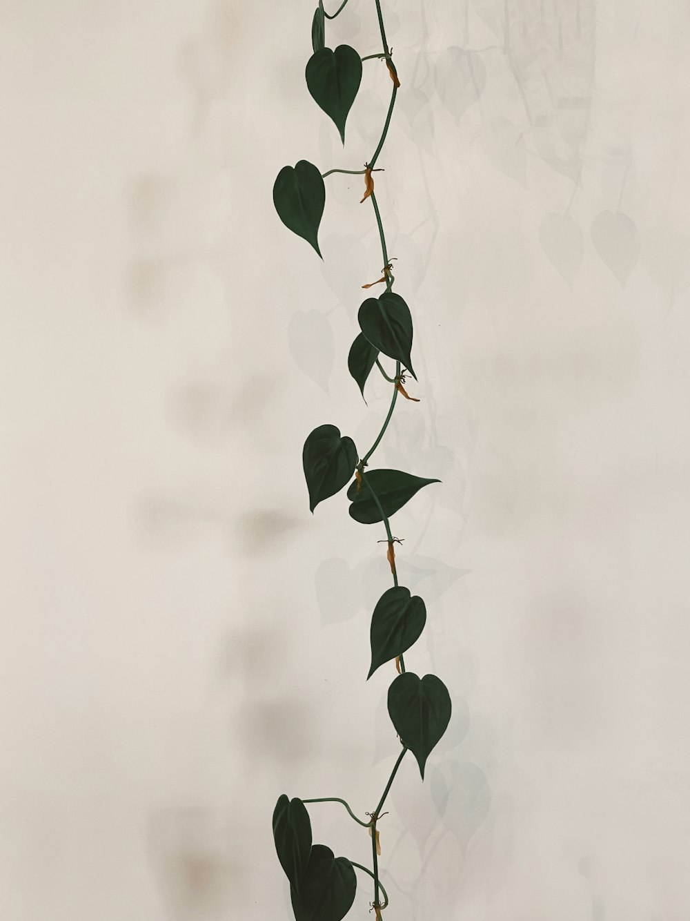 grüne Pflanze mit weißem Hintergrund