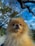 A fluffy Pomeranian dog with light brown fur is looking at the camera. It appears to be outdoors with a bright blue sky and trees with sparse leaves in the background. The dog's small tongue is slightly visible, adding a playful touch.