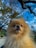 A fluffy Pomeranian dog with light brown fur is looking at the camera. It appears to be outdoors with a bright blue sky and trees with sparse leaves in the background. The dog's small tongue is slightly visible, adding a playful touch.