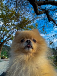 Cachorros Pomerania Premium Disponibles